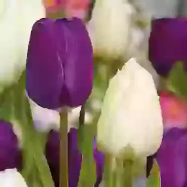 Two Tone Mixture
